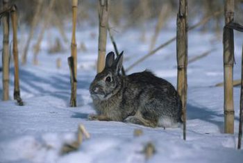 How To Protect Your Landscaping From Rabbit and Rodent Damage